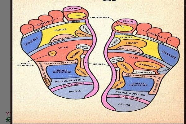 Course Image for KX3D40DC25 Reflexology Diploma Level 3